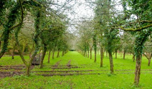 Lancement du projet de plantation #YesWePlant en Wallonie