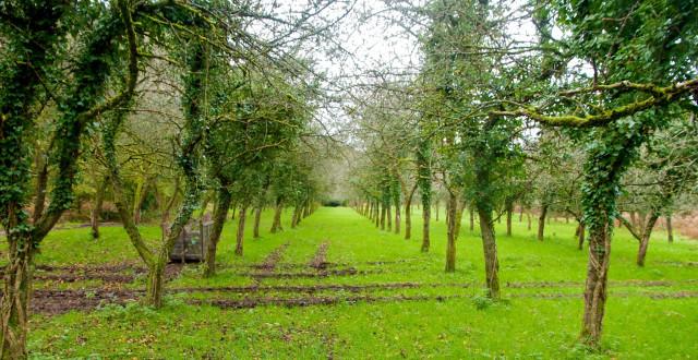 Lancement du projet de plantation #YesWePlant en Wallonie