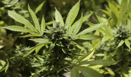 Le chef d'un réseau de cultures de cannabis condamné à quatre ans de prison avec sursis
