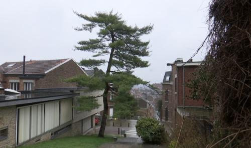 Le pin du Laveu : abattage "totalement inapproprié", estime la Ville de Liège