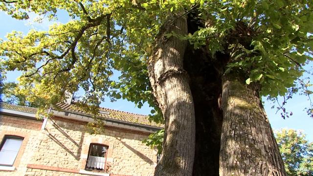 Le plus bel arbre belge est-il à My?