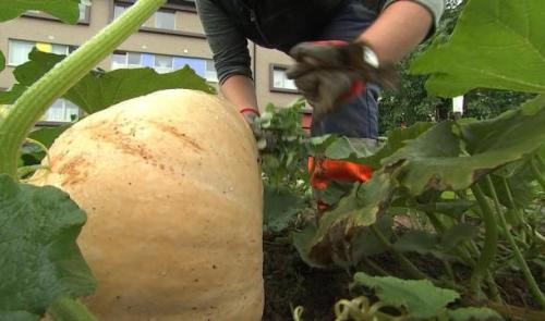 Le premier potager communautaire 