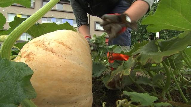 Le premier potager communautaire 