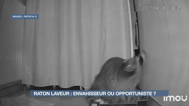 Le raton laveur : qui est cet envahisseur ? 