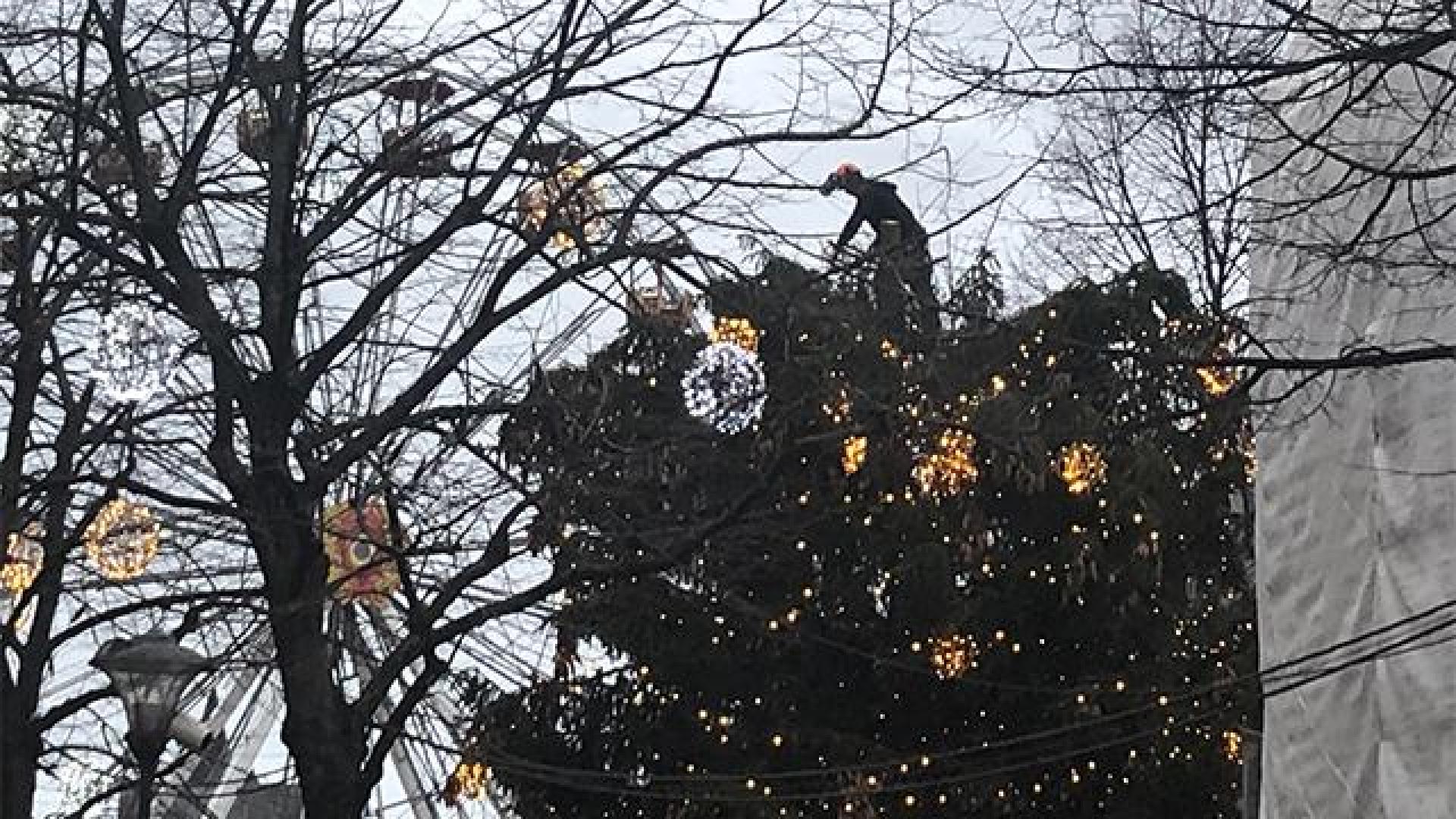 Le sapin de Noël du Marché de Noël en cours d'élagage