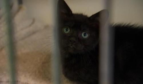 Les abandons de chats ne diminuent pas à la S.R.P.A de Liège 