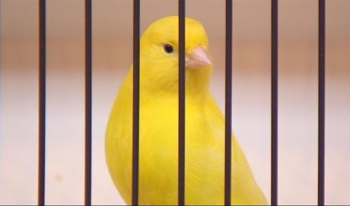 Les canaris de couleurs à Waremme, rendez-vous traditionnel 