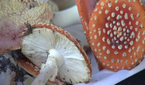 Les champignons s'exposent au Monde des Plantes