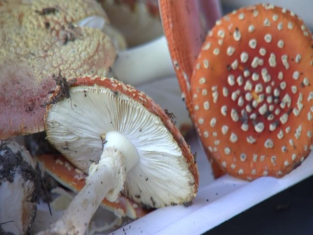 Les champignons s'exposent au Monde des Plantes