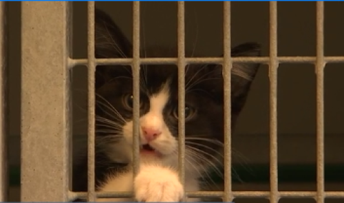 Les chats, préparés à l'adoption à la SRPA 