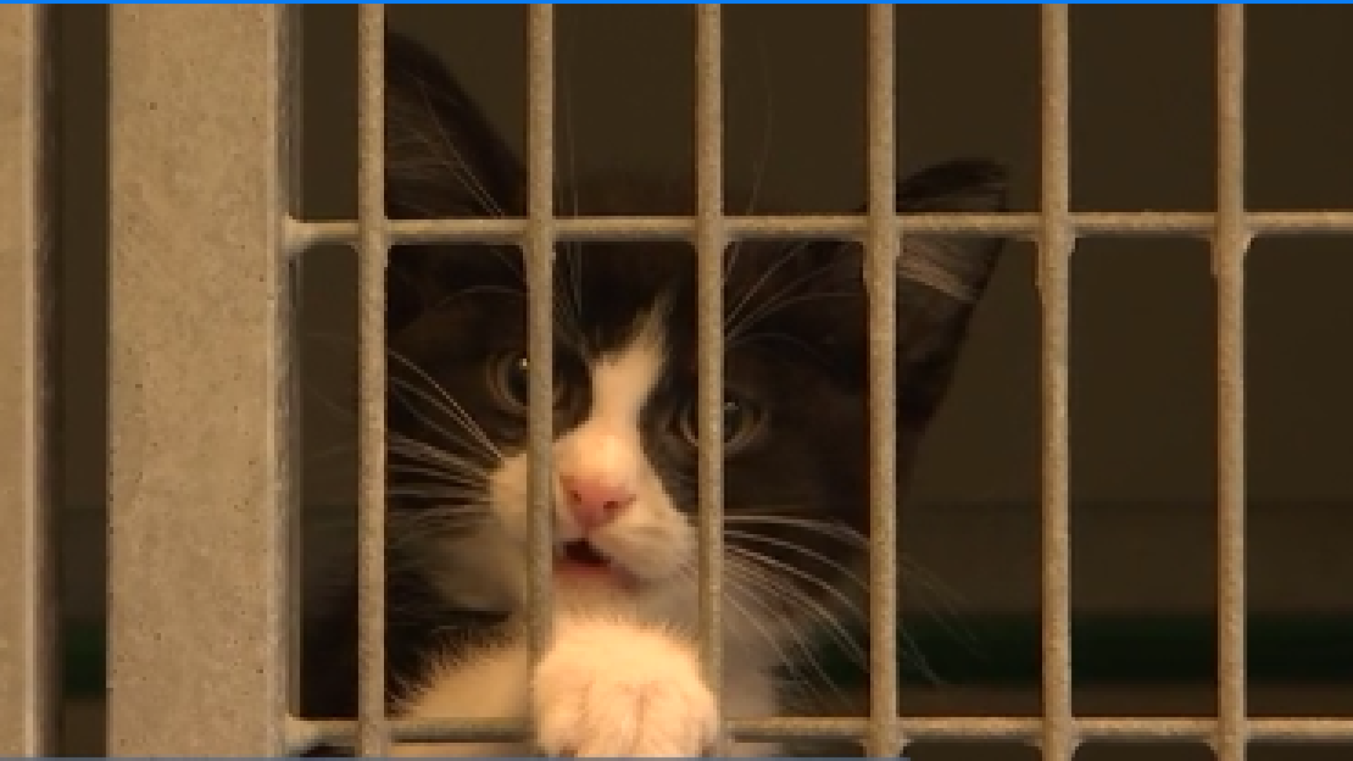 Les chats, préparés à l'adoption à la SRPA 