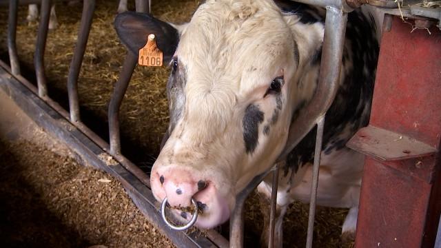 Les éleveurs face à des coûts de production trop importants
