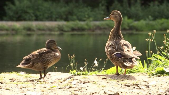 Les étangs de la Julienne sont remis à neuf 