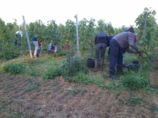 Les Liégeois adorent les vendanges chez eux