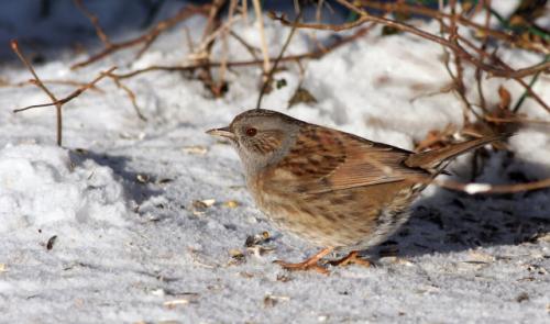 Les oiseaux moins nombreux au jardin cet hiver