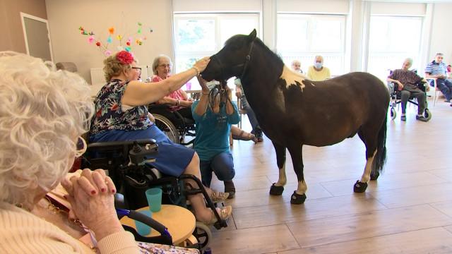Les sabots du rêve: un poney pour briser la solitude ou l'isolement
