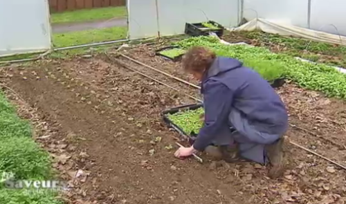 Les Saveurs de chez nous : Le potager Saint Germain 
