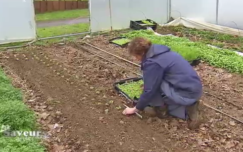 Les Saveurs de chez nous : Le potager Saint Germain 