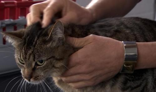 Les tiques sont de retour sur nos animaux de compagnie 