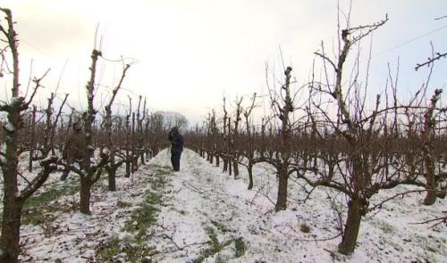 Les vergers aiment le froid en hiver