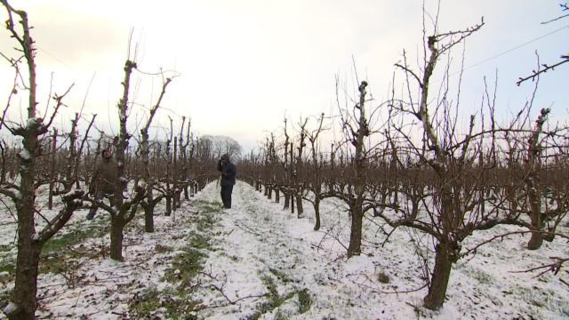 Les vergers aiment le froid en hiver