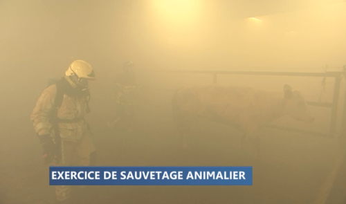Liège: des pompiers s'entraînent au sauvetage animalier 