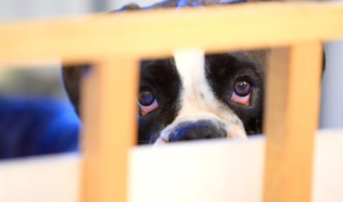 Liège : jusqu'à 10 000 euros d'amendes pour la maltraitance animale