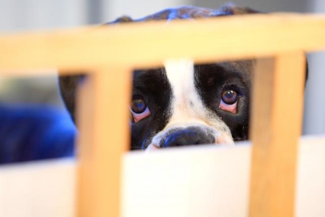 Liège : jusqu'à 10 000 euros d'amendes pour la maltraitance animale