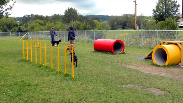 Liège : le parc canin sera installé boulevard Kleyer