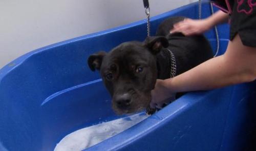 Liège: un geste pour le Noël des chiens de SDF 
