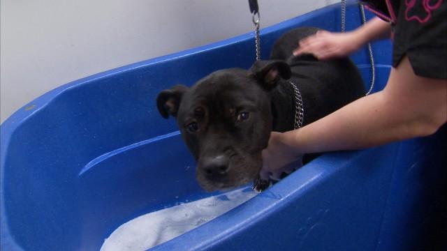 Liège: un geste pour le Noël des chiens de SDF 