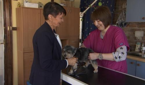 Maladie de Carré chez le renard : vaccin pour les chiens.