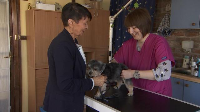 Maladie de Carré chez le renard : vaccin pour les chiens.