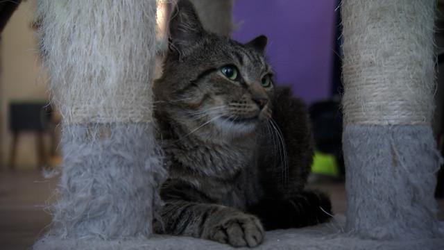 Merlix: le seul et unique bar à chats de Liège 