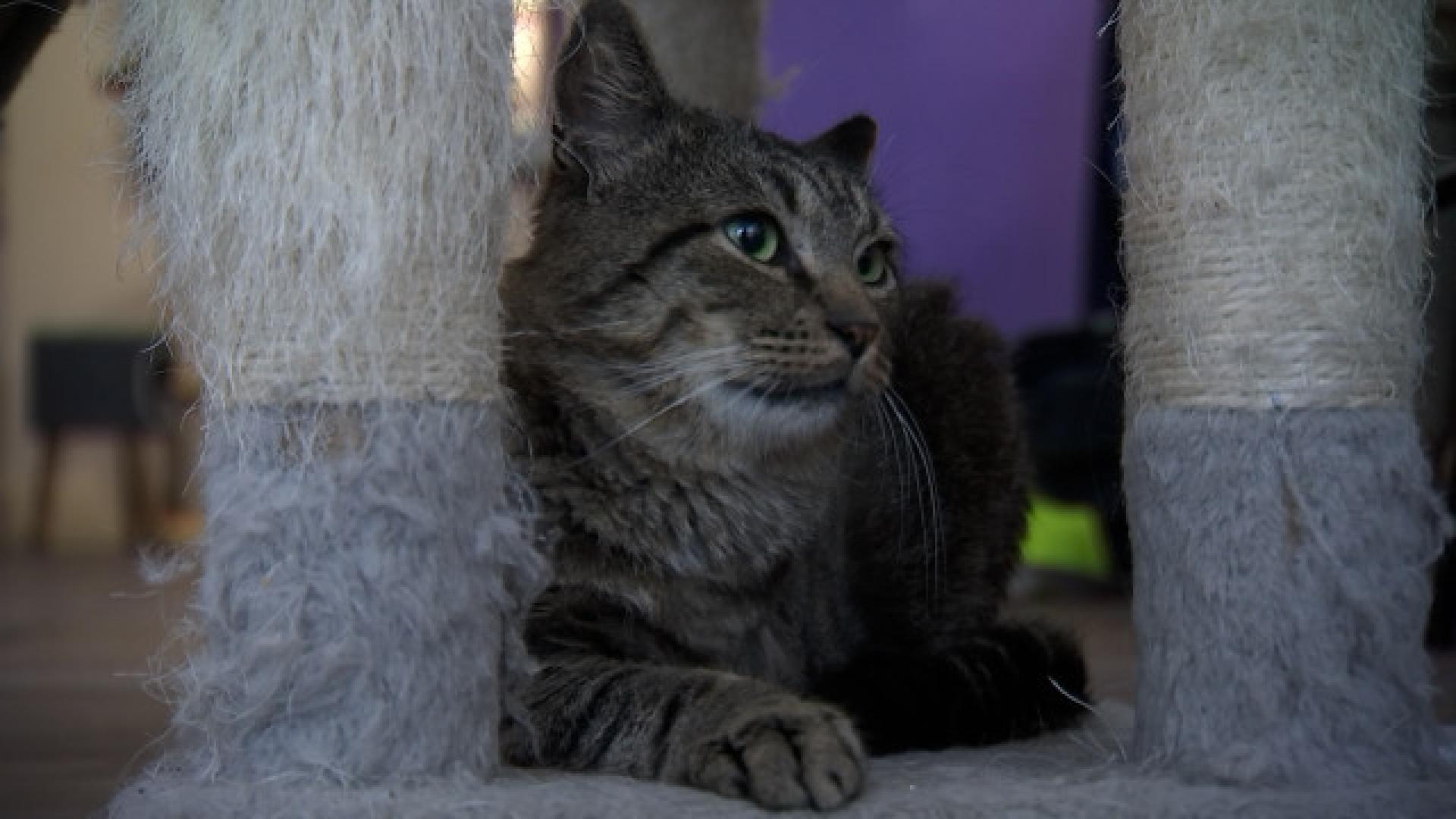 Merlix: le seul et unique bar à chats de Liège 