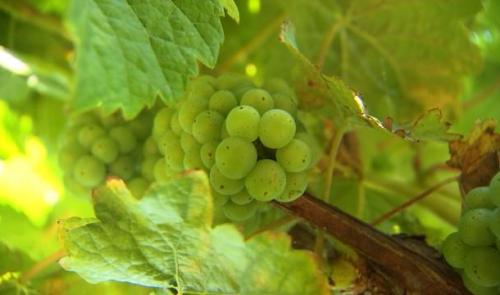 Vin ; vendanges précoces pour millésime exceptionnel