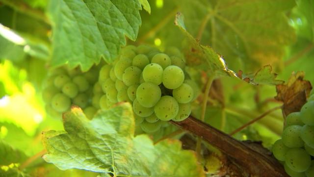 Vin ; vendanges précoces pour millésime exceptionnel