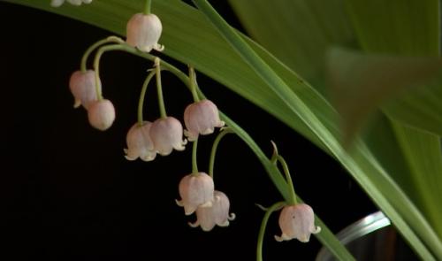 Modave: du muguet rose pour le 1er mai