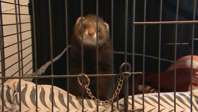 Mustela: le refuge pour furets en panne de local