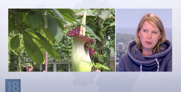 Notre invitée du JT nous parle de la plus grande « fleur-cadavre » du Monde à Liège !
