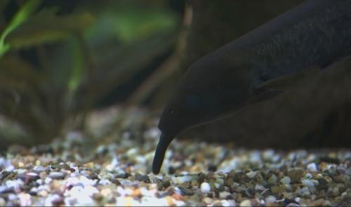 Nouveaux bassins pour l'Aquarium-Museum de Liège