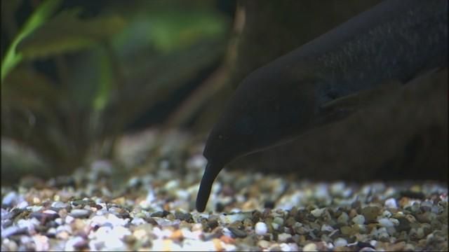 Nouveaux bassins pour l'Aquarium-Museum de Liège