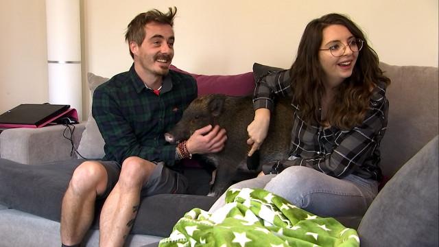 Oréo: un micro cochon en appartement