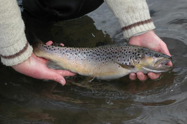 Ouverture de la pêche à la truite ce samedi 18 mars