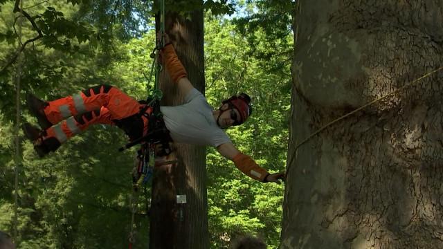 Plan Canopée: la ville de Liège engage des "passeurs d'arbres"