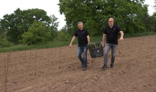 Vivardent plante ses vignes à Sprimont