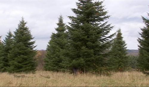 Pleine activité pour les producteurs de sapins de Noël