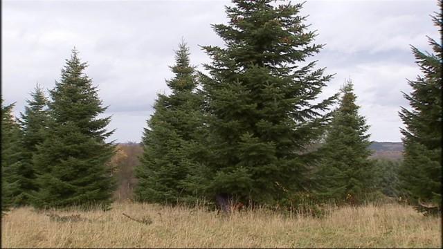 Pleine activité pour les producteurs de sapins de Noël