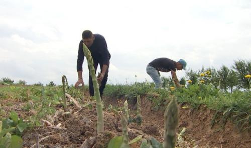 Pleine saison pour les asperges de Hesbaye