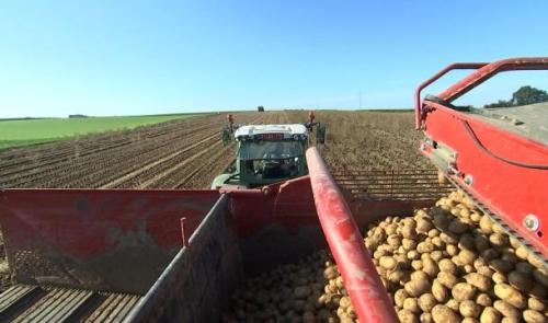 Pommes de terre : la récolte 2017 est bonne, en qualité et quantité